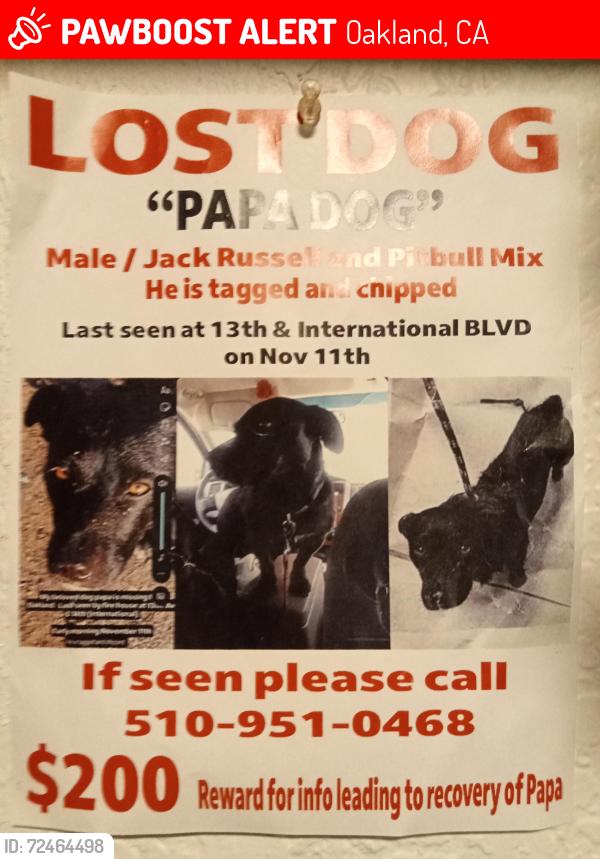 Lost Male Dog last seen International blvd and 13th Ave Oakland CA , Oakland, CA 94606