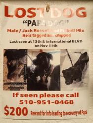 Lost Male Dog last seen International blvd and 13th Ave Oakland CA , Oakland, CA 94606