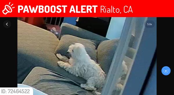 Lost Female Dog last seen Cedar and Randell, Rialto, CA 92376