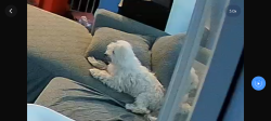 Lost Female Dog last seen Cedar and Randell, Rialto, CA 92376