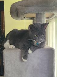 Lost Female Cat last seen Riberia St. and Saragossa St., St. Augustine, FL 32084