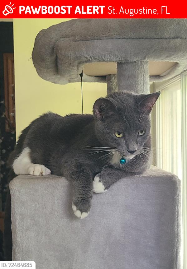 Lost Female Cat last seen Riberia St. and Saragossa St., St. Augustine, FL 32084