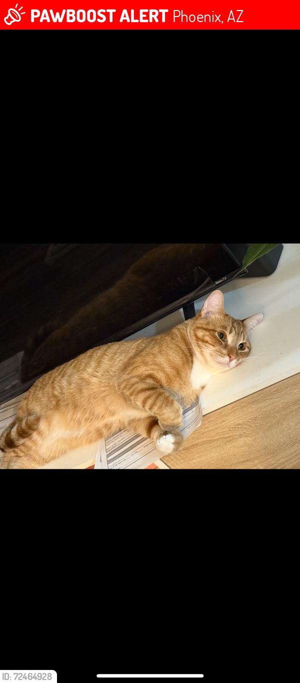 Lost Male Cat last seen Indian School/ 32nd st, Phoenix, AZ 85016