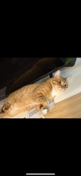 Lost Male Cat last seen Indian School/ 32nd st, Phoenix, AZ 85016