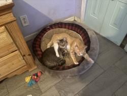 Lost Male Cat last seen 25th Street, West Palm Beach, FL 33417