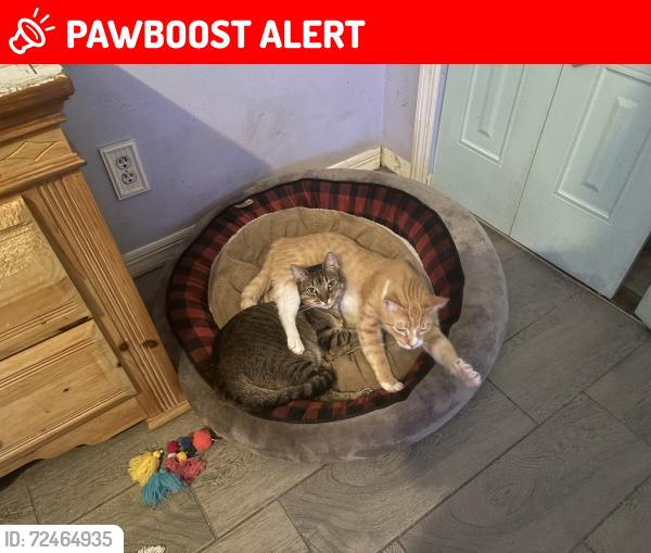 Lost Male Cat last seen 25th Street, West Palm Beach, FL 33417