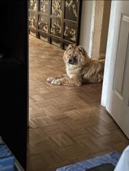 Lost Female Dog last seen The pond by integris , Oklahoma City, OK 73112