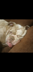 Lost Male Dog last seen Near e indianola ave, Phoenix, AZ 85016