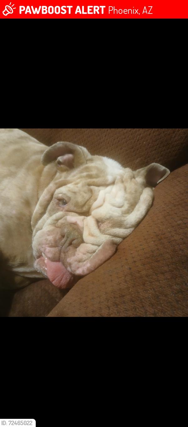 Lost Male Dog last seen Near e indianola ave, Phoenix, AZ 85016