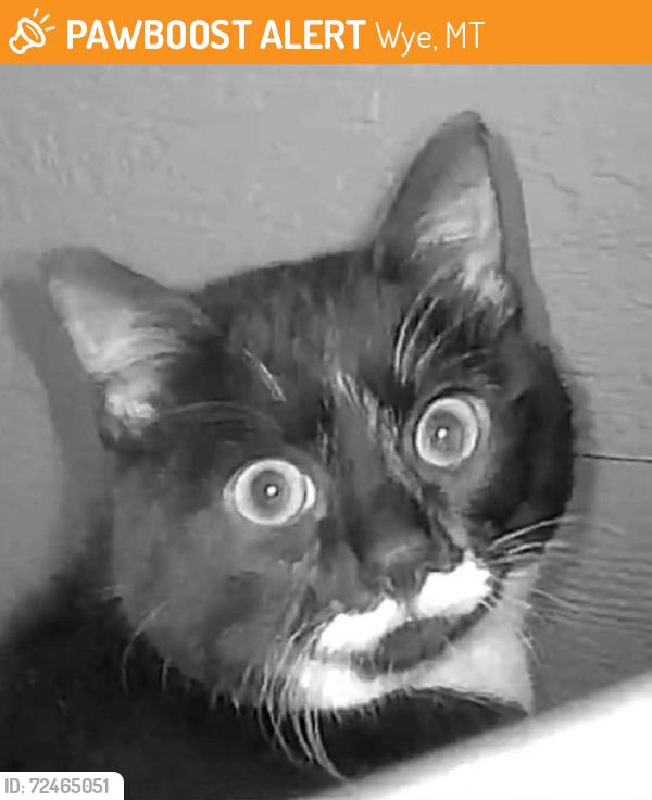 Found/Stray Unknown Cat last seen Victoria Drive and Sandy Pond Court, Wye, MT 59808