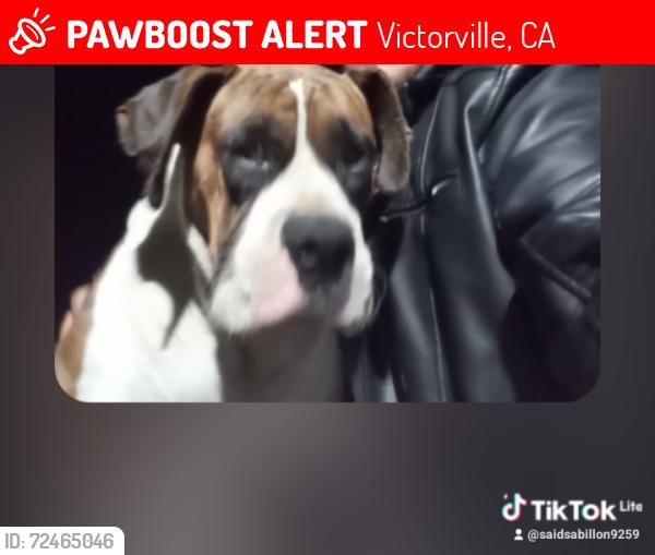 Lost Female Dog last seen Cerca de las vias del tren en la salida fwt 15 E, Victorville, CA 92395