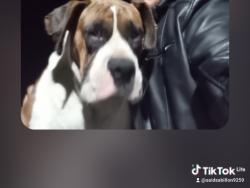 Lost Female Dog last seen Cerca de las vias del tren en la salida fwt 15 E, Victorville, CA 92395