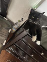 Lost Female Cat last seen Lancaster blvd and fern avenue , Lancaster, CA 93534