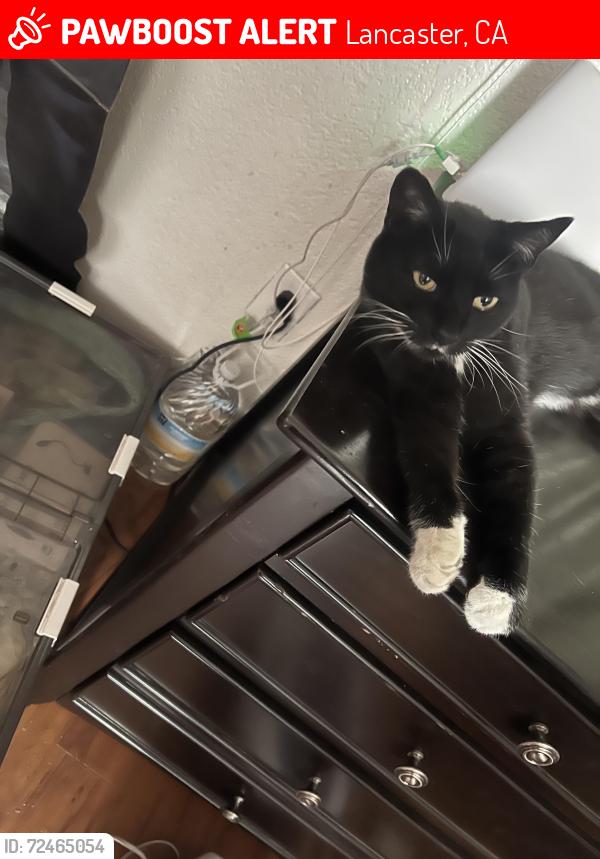 Lost Female Cat last seen Lancaster blvd and fern avenue , Lancaster, CA 93534
