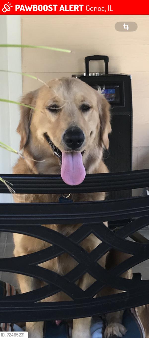 Lost Male Dog last seen Almeda Genoa rd, Genoa, IL 60135