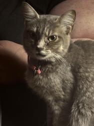 Lost Female Cat last seen Near N. Ocean Blvd., Bar Harbor Hotel, Myrtle Beach, SC 29577