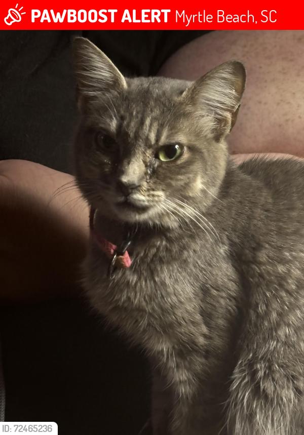 Lost Female Cat last seen Near N. Ocean Blvd., Bar Harbor Hotel, Myrtle Beach, SC 29577