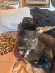 Lost Male Cat last seen Ives Dairy Rd & San Simeon Blvd, Miami, FL 33179