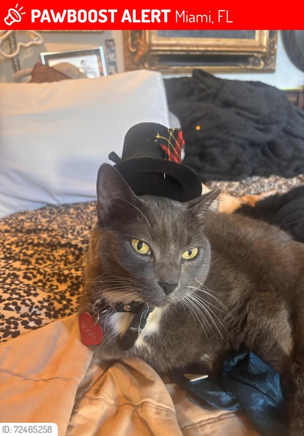 Lost Male Cat last seen Ives Dairy Rd & San Simeon Blvd, Miami, FL 33179