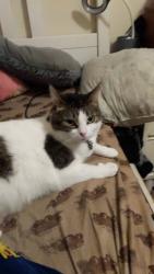 Lost Female Cat last seen County Road, near Mary's Kountry Kitchen, Tavares, FL 32778