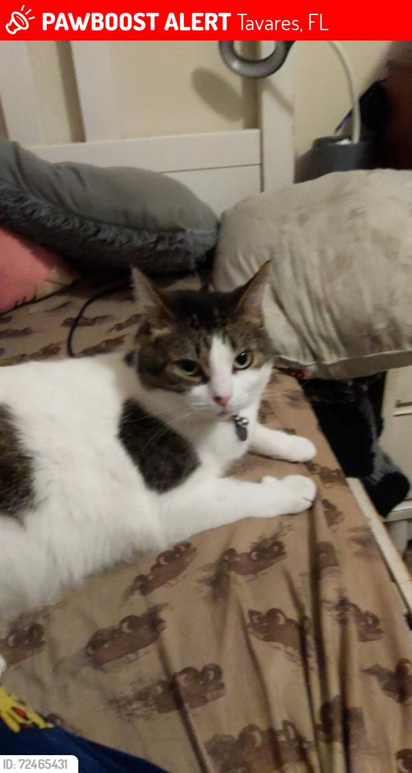 Lost Female Cat last seen County Road, near Mary's Kountry Kitchen, Tavares, FL 32778