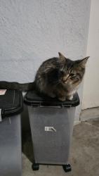 Found/Stray Unknown Cat last seen 15th ave and Roeser, Phoenix, AZ 85041
