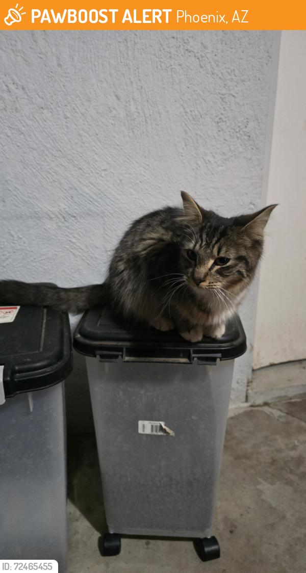 Found/Stray Unknown Cat last seen 15th ave and Roeser, Phoenix, AZ 85041