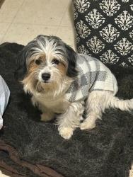 Lost Male Dog last seen Hatch Rd & Mitc , Ceres, CA 95351