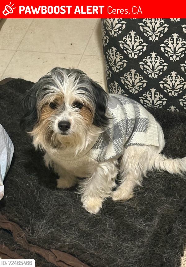 Lost Male Dog last seen Hatch Rd & Mitc , Ceres, CA 95351