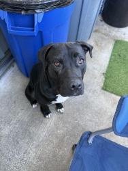 Lost Female Dog last seen Hangman st, San Diego, CA 92114