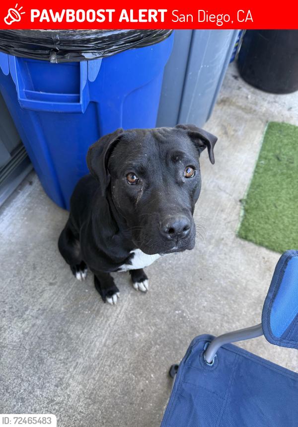 Lost Female Dog last seen Hangman st, San Diego, CA 92114