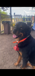 Lost Female Dog last seen AA Farms on Bluff Road near Montgomery Lane, Columbia, SC 29209