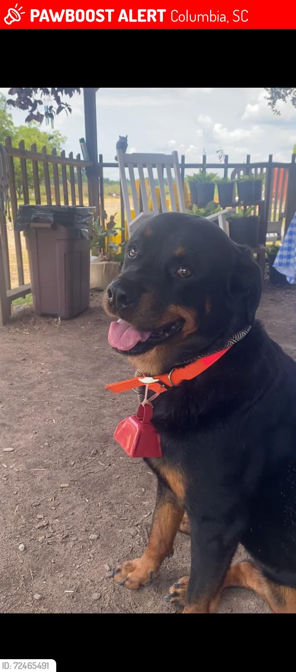 Lost Female Dog last seen AA Farms on Bluff Road near Montgomery Lane, Columbia, SC 29209