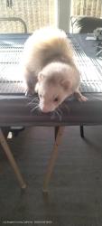 Lost Female Ferret last seen Glendora/Cameron/Valinda Ave near W.Covina DMV, West Covina, CA 91790