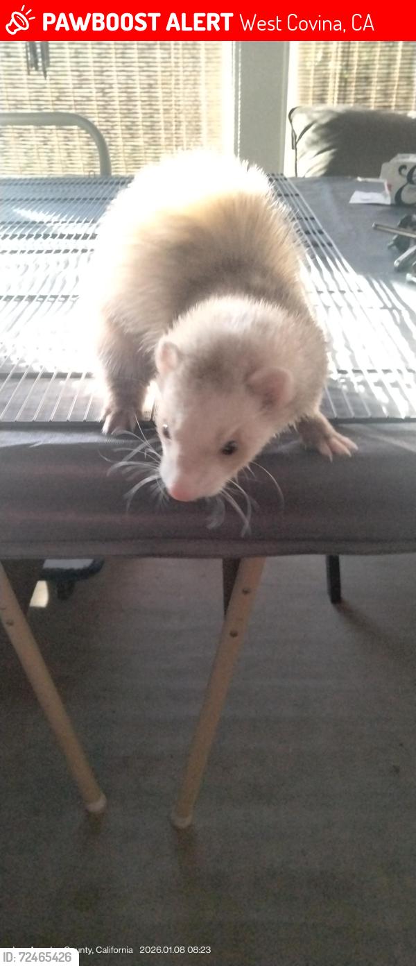 Lost Female Ferret last seen Glendora/Cameron/Valinda Ave near W.Covina DMV, West Covina, CA 91790