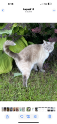 Lost Female Cat last seen Fallowfield/Conley, Ottawa, ON K2S 1B8
