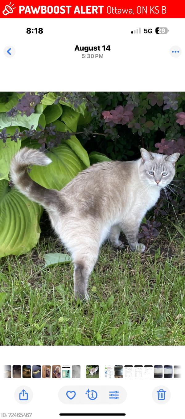 Lost Female Cat last seen Fallowfield/Conley, Ottawa, ON K2S 1B8