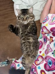 Lost Male Cat last seen Buffalo Ridge , Cheyenne, WY 82009