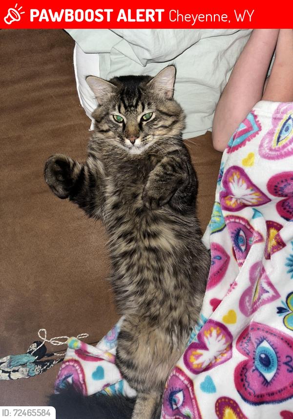 Lost Male Cat last seen Buffalo Ridge , Cheyenne, WY 82009