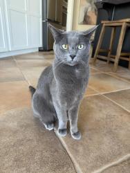 Lost Male Cat last seen Osborn Rd, Scottsdale, AZ 85251