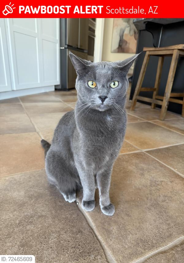 Lost Male Cat last seen Osborn Rd, Scottsdale, AZ 85251