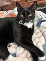 Lost Female Cat last seen King Arthur Place, Alabaster, AL, Alabaster, AL 35007