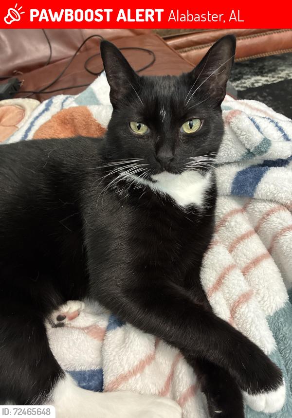 Lost Female Cat last seen King Arthur Place, Alabaster, AL, Alabaster, AL 35007