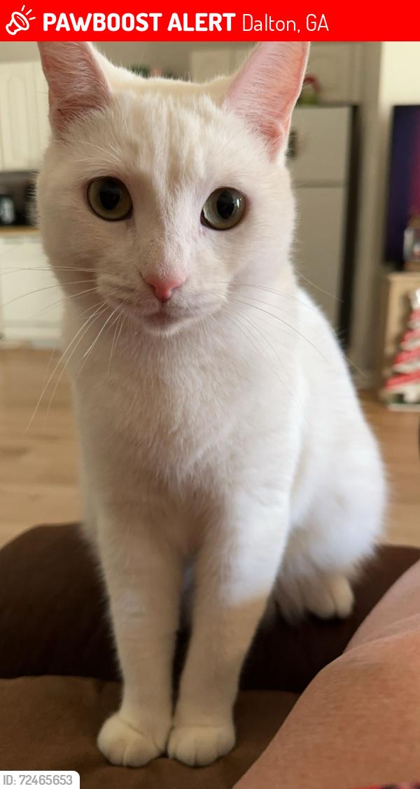 Lost Female Cat last seen Carbondale Road, Dalton, GA 30719