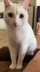 Lost Female Cat last seen Carbondale Road, Dalton, GA 30719