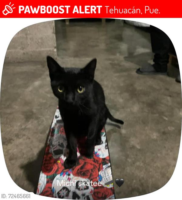 Lost Male Cat last seen Entre 16 de septiembre y 7 norte , Tehuacán, Pue. 