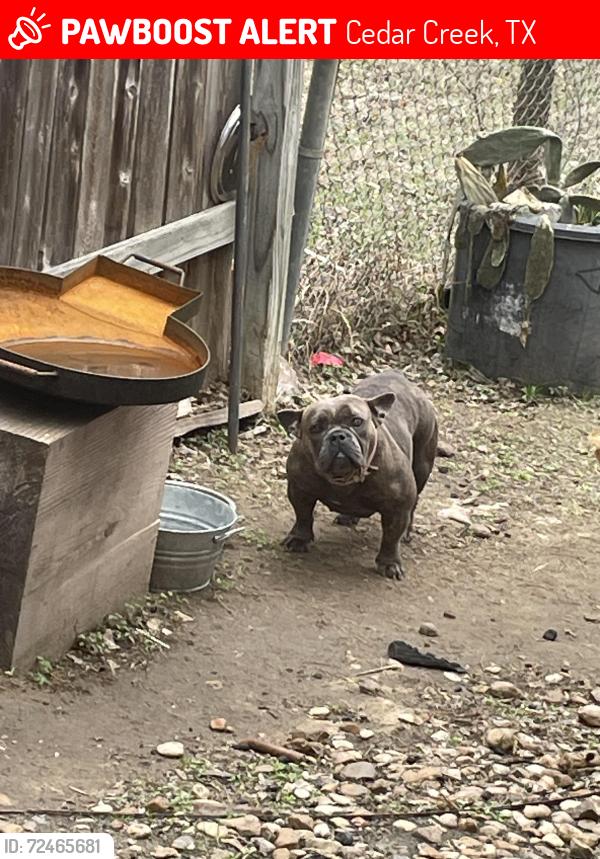 Lost Female Dog last seen Near state highway 21 west, Cedar Creek, TX 78612