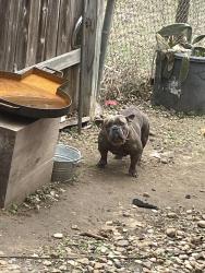 Lost Female Dog last seen Near state highway 21 west, Cedar Creek, TX 78612