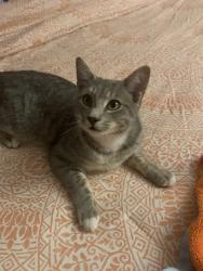 Lost Male Cat last seen Kilbane Rd, Woodbridge, VA 22193