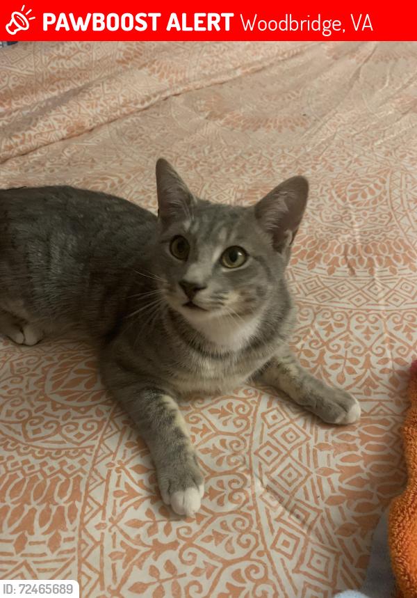 Lost Male Cat last seen Kilbane Rd, Woodbridge, VA 22193